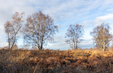 Landscape of trees in Cannock Chase