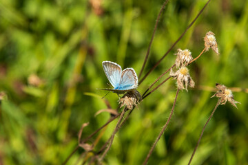 Schmetterling