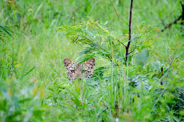 Kruger Leopard