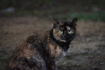 Cat with fur of various colors, white, brown and black, sitting and staring straight ahead.