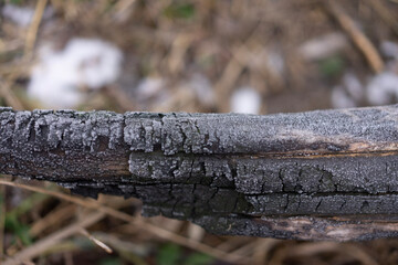 Fototapeta premium moss on tree trunk