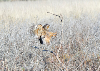 Long Eared Owl
