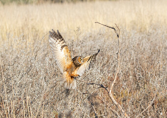 Long Eared Owl 