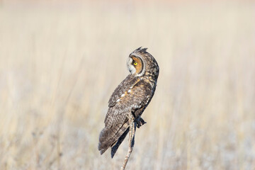 Long Eared Owl