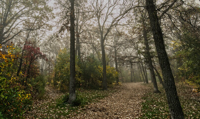 path in autumn forest