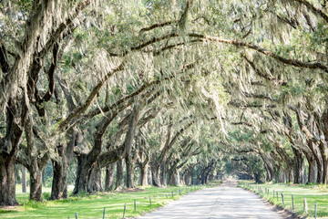 Spanish Moss Enchantment