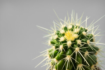 top view. a small potted cactus on a gray background. houseplants.