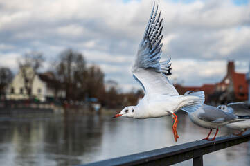 Möwe (Larus scopulinus) fliegt vom Geländer am Fluss (Landshut, an der Isar)