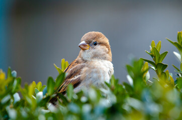 Haussperling (Passer domesticus) sitzt im Buchsbaum (Buxus)