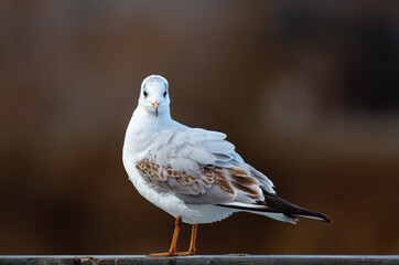 Möwe (Larus scopulinus) sitzt am Geländer und schaut in die Kamera