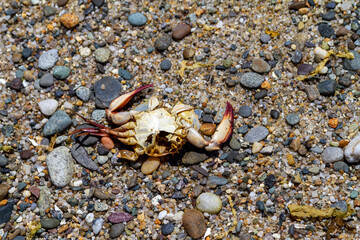 Colorful Crab Remains on Beach