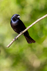 The Shiny Cowbird also Know as Chupim or Mirlo. All the beauty and the presence of the most typical black bird in Brazil. Species Molothrus bonariensis. Birdwatcher. Birding
