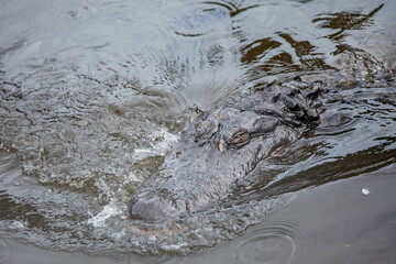 I've Got my Eyes on You