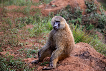 macaque sitting while looking at the camera