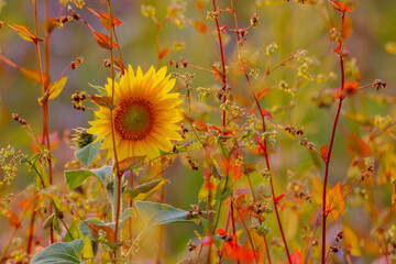 Sonnenblume