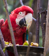 GUACAMAYO DE LA AMAZONIA ECUADOR