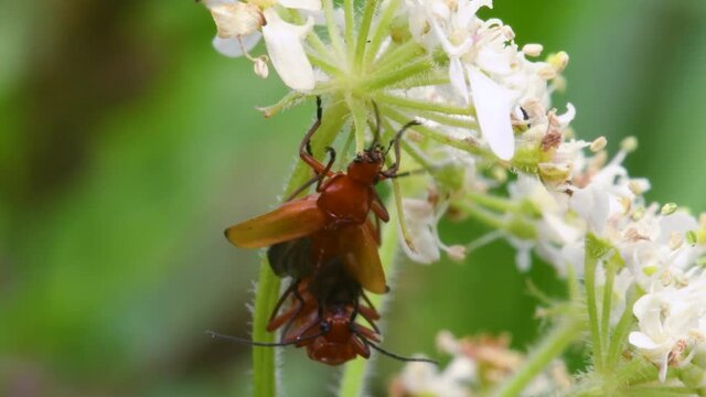 Pair of Soldier Beetle in copulation, their Latin name is Cantharis livida