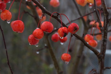 Zierapfel