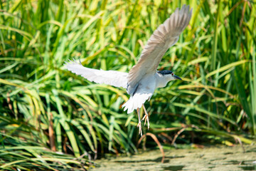 Night heron in flight closeup