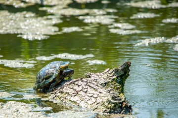 turtle closeup climbs on log in the middle of the lake