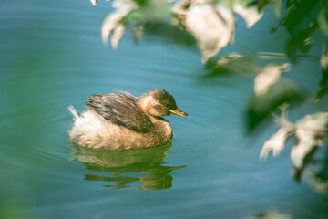 little grebe in the middle of the lake in summer