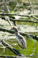 young night heron on branch closeup