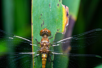 yellow dragonfly on stem of green grass macro eyes
