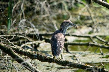 young night heron on branch closeup
