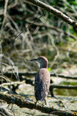 young night heron on branch closeup