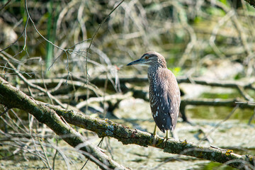young night heron on branch closeup