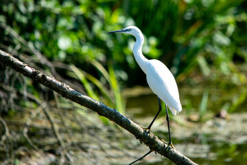 little egret on branch looking for fish