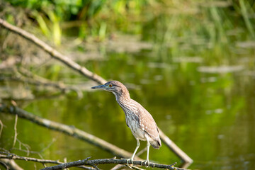 young night heron on branch closeup