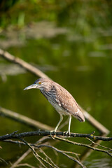 young night heron on branch closeup