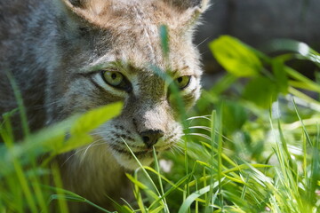luchs © Lu