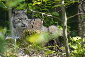 luchs