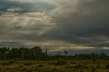 storm clouds over the forest
