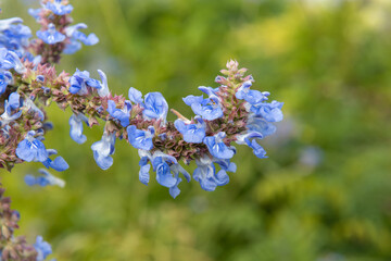 Bog sage (salvia uliginosa) flowers in bloom