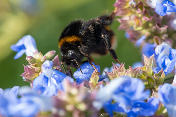 Macro shot of a bumblebee pollinating bog sage (salvia uliginosa) flowers