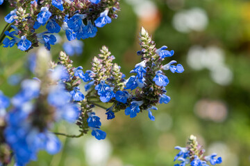 Bog sage (salvia uliginosa) flowers in bloom