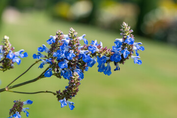 Bog sage (salvia uliginosa) flowers in bloom