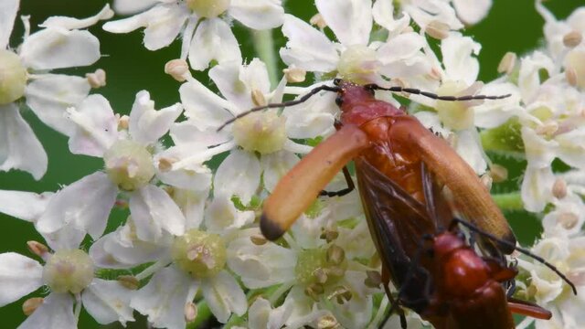 Pair of Soldier Beetle in copulation, their Latin name is Cantharis livida