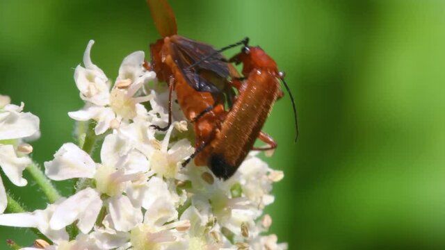 Pair of Soldier Beetle in copulation, their Latin name is Cantharis livida