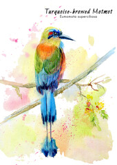 Turquoise-browed motmot Little Bee-eater (Eumomota superciliosa) tropical exotic bird. Illustration on white isolated background. Watercolor drawing.