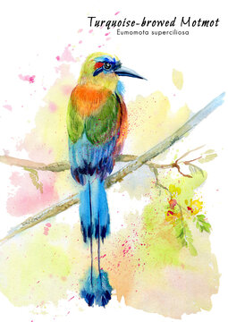 Turquoise-browed motmot Little Bee-eater (Eumomota superciliosa) tropical exotic bird. Illustration on white isolated background. Watercolor drawing.
