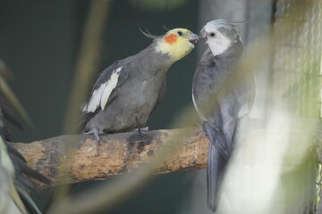 bird