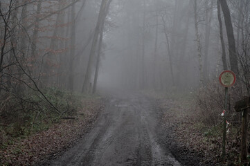 Waldweg im Nebel. mystisch, Nebel, Herbst, Wald im Nebel, Stimmung, Fog 