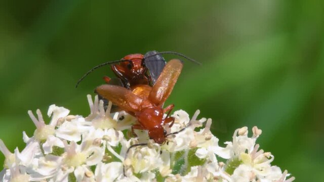 Pair of Soldier Beetle in copulation, their Latin name is Cantharis livida