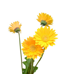 Fototapeta premium Stack yellow Gerber flowers, daisies isolated on white 
