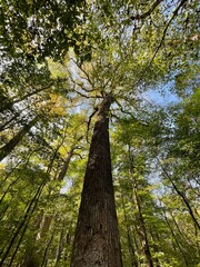 Old Growth Yellow Poplar in the Joyce Kilmer Memorial Forest in Western North Carolina