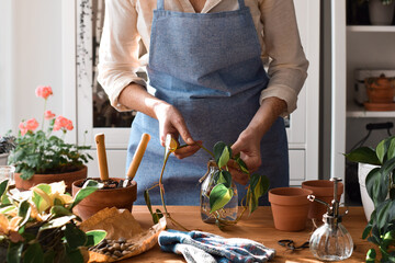 Woman is ready to plant philodendron cuttings that grew roots in jar in water © Julia